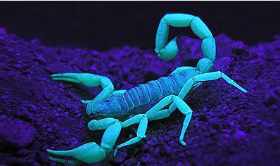 scorpion glowing under UV light